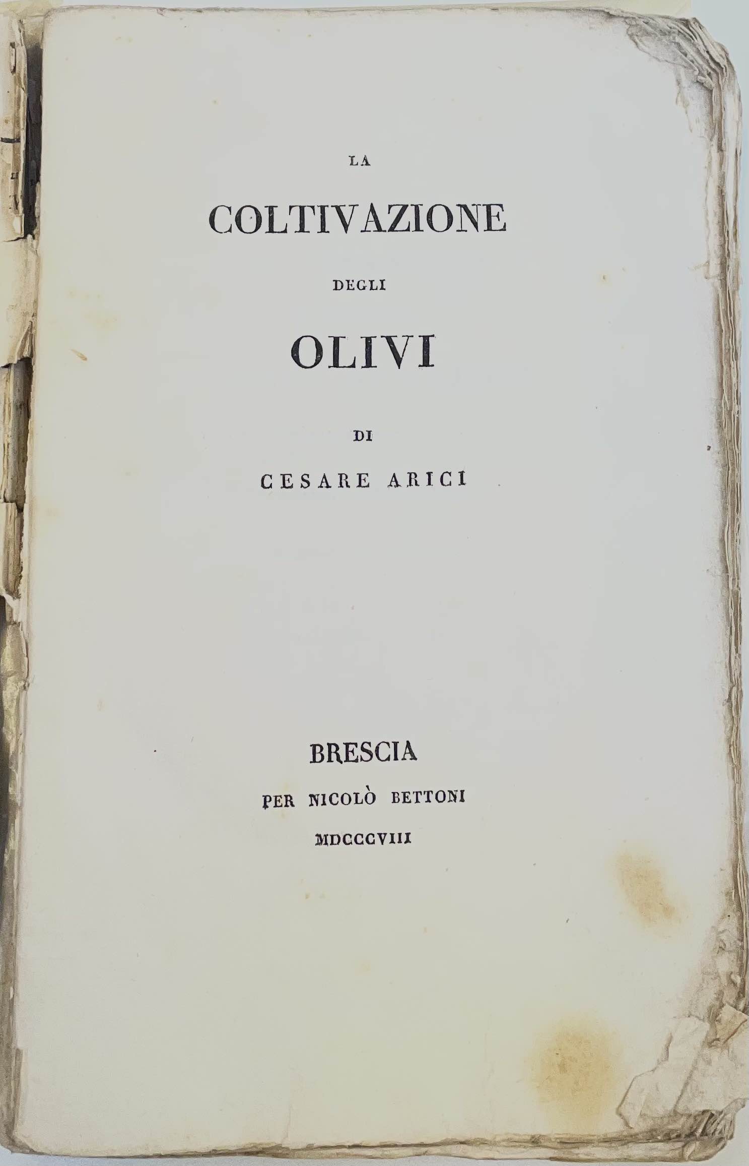 la coltivazione degli olivi